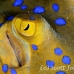 ray_bluespotted_crci_mb_h_0131_png1926.jpg